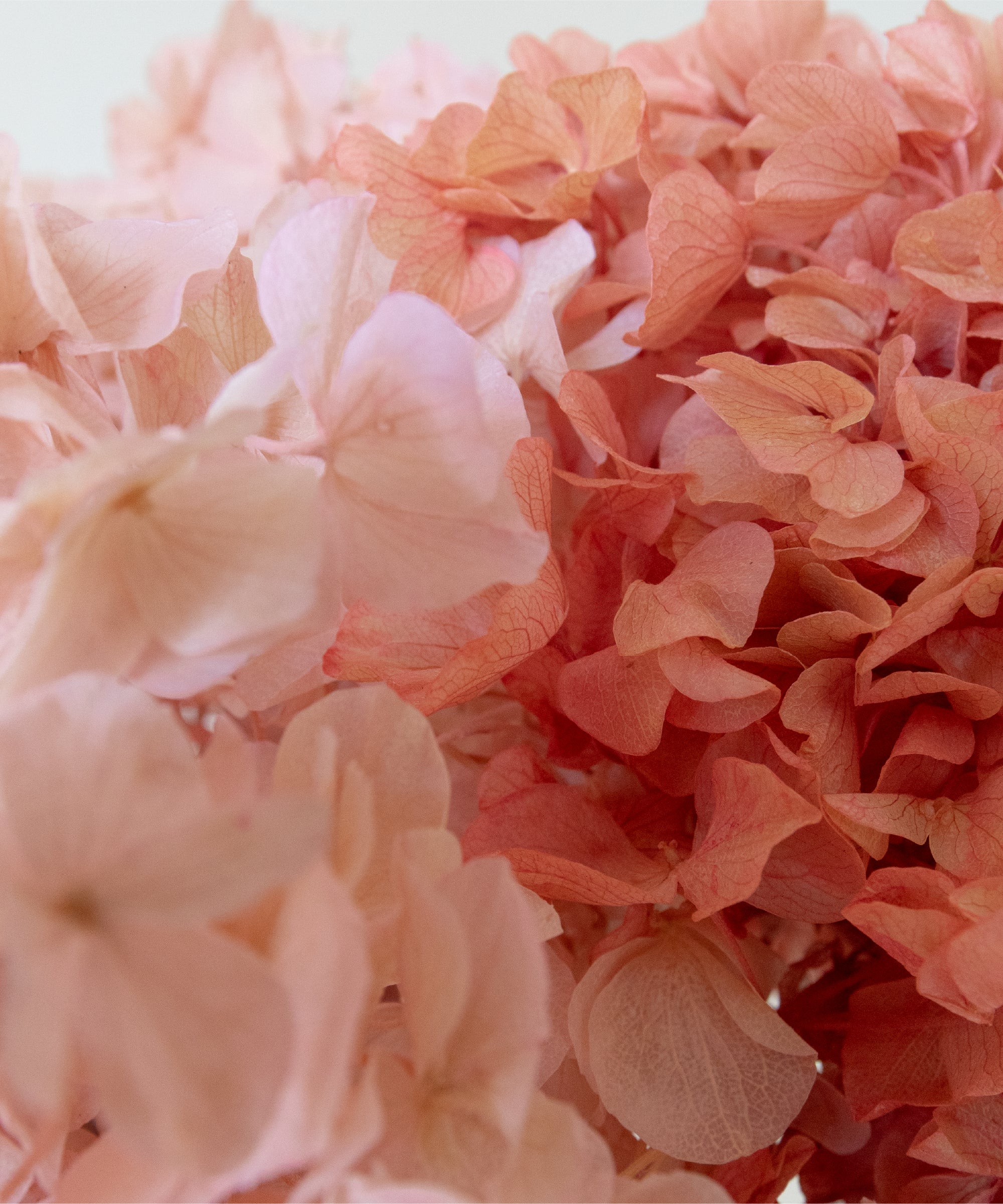 Detalle Hortensia MAIA SHOP Romantic Blush