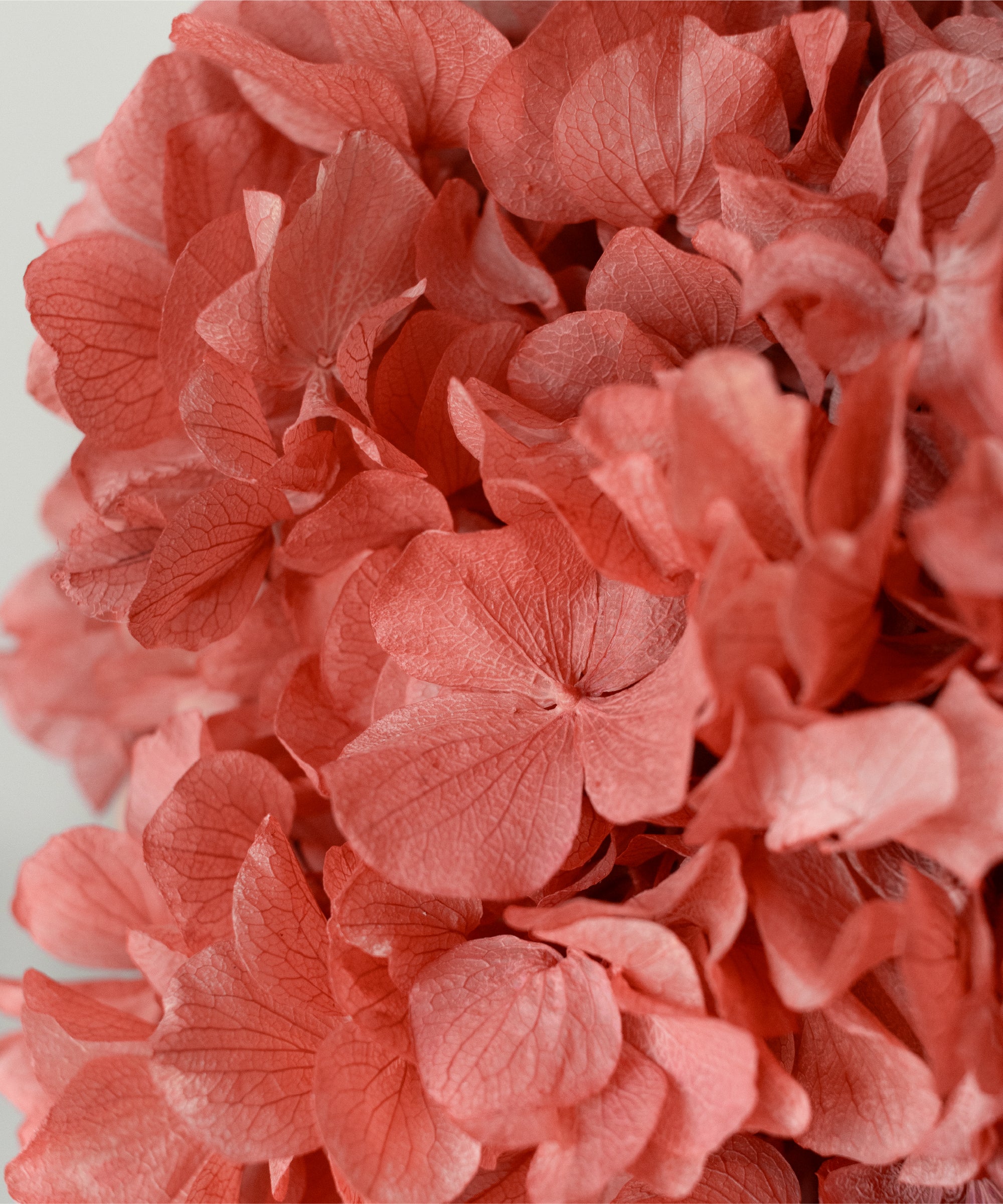 Detalle Hortensia MAIA SHOP Rosa Intense