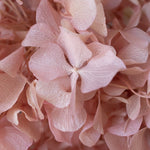 Detalle Hortensia MAIA SHOP Rosa Soft
