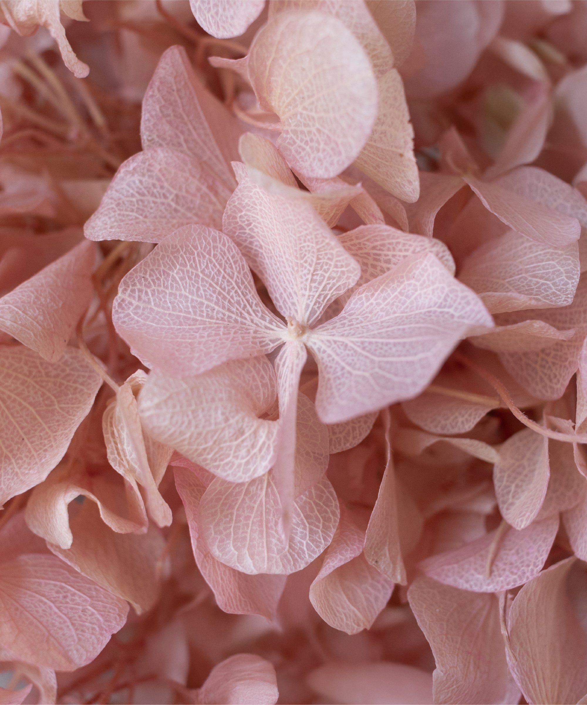 Detalle Hortensia MAIA SHOP Rosa Soft