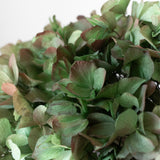 Detalle Hortensia MAIA SHOP Verde