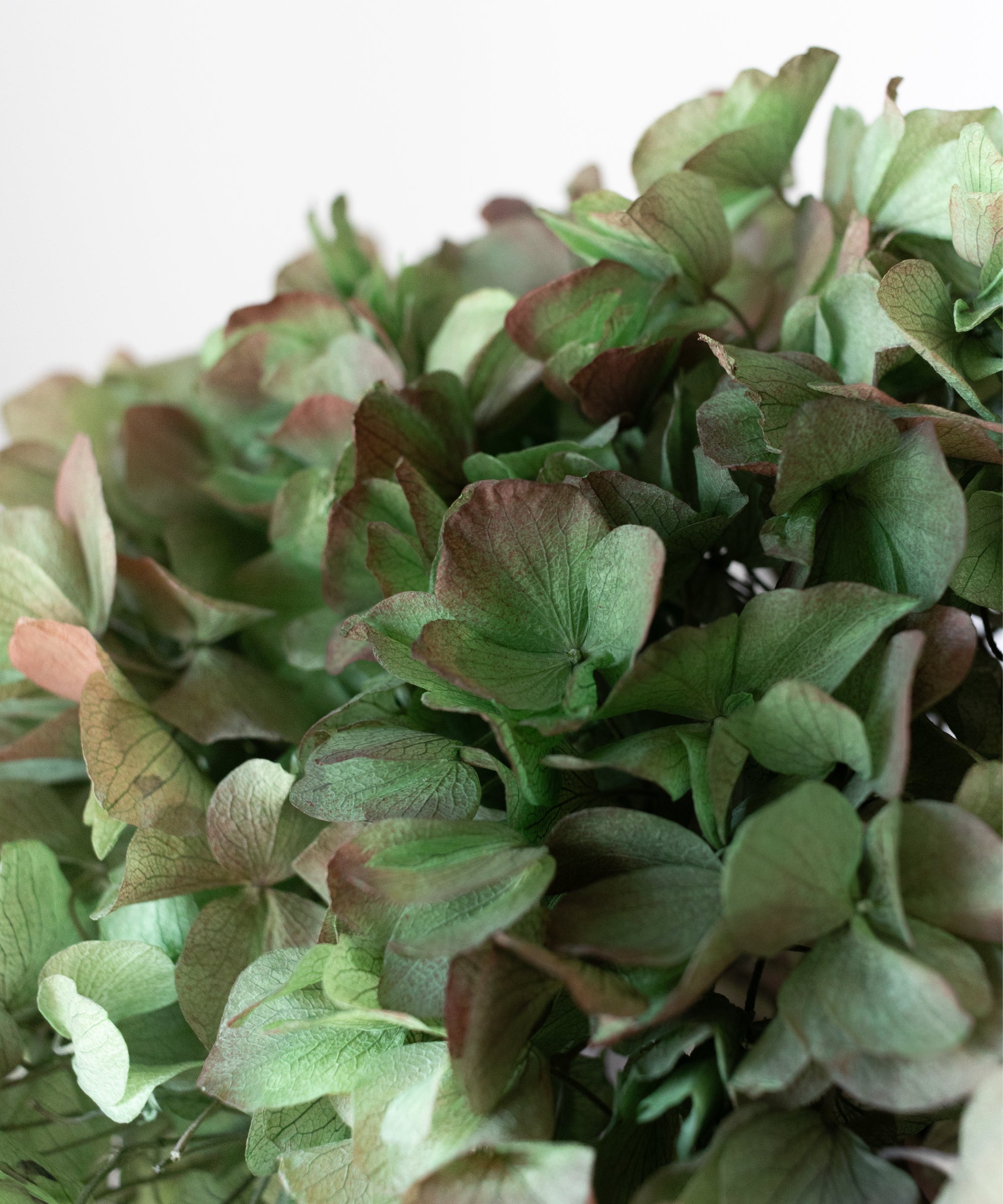 Detalle Hortensia MAIA SHOP Verde