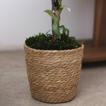 Detalle Maceta de Mimbre Lia MAIA SHOP 