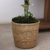 Detalle Maceta de Mimbre Lia MAIA SHOP 