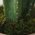 Detalle Musgo Cactus Artificial MAIA SHOP 