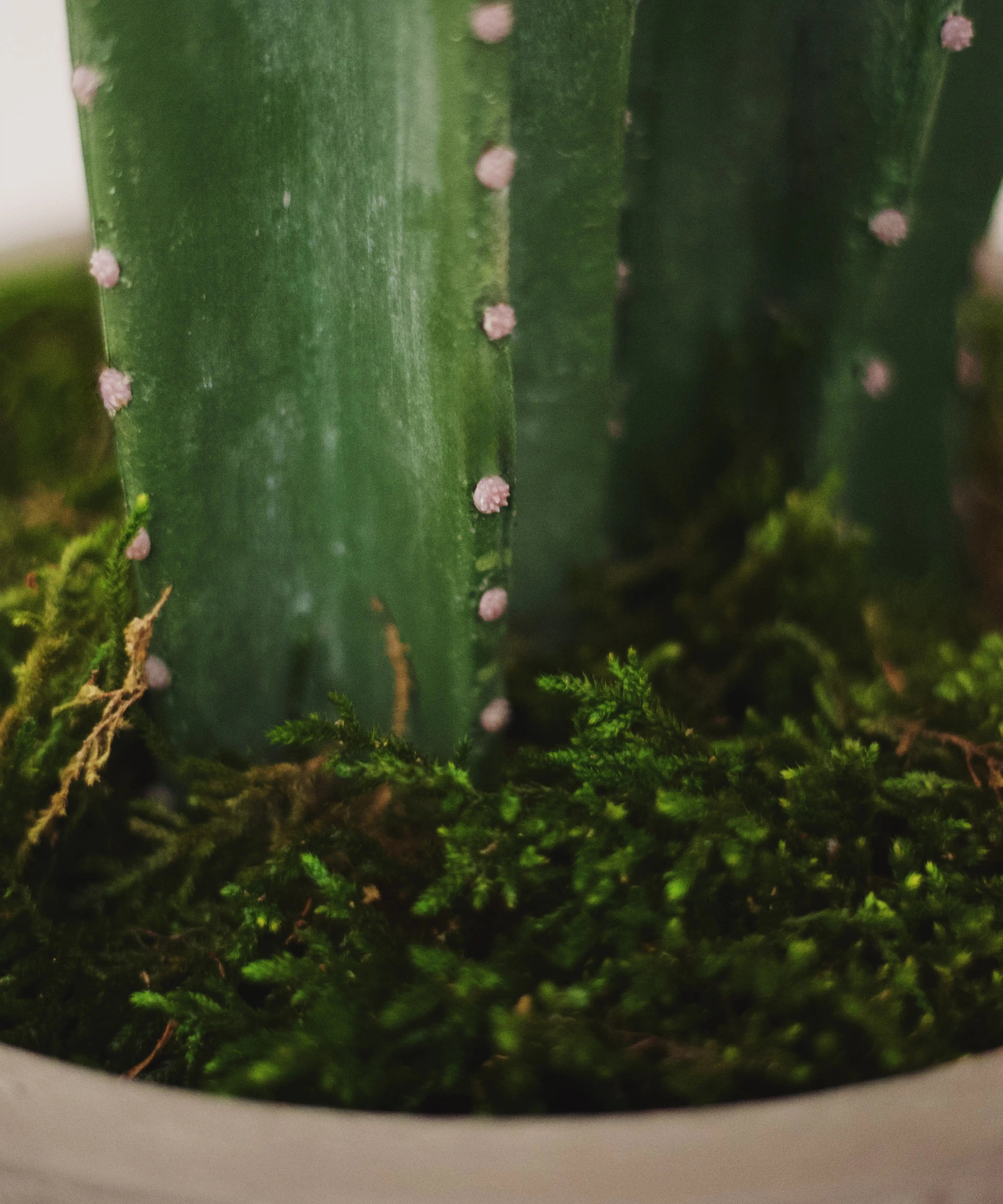Detalle Musgo Cactus Artificial MAIA SHOP 