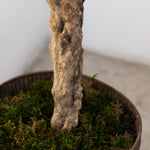 Detalle Olivo Artificial Centennial 180cm
