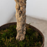 Detalle Olivo Artificial Centennial 180cm