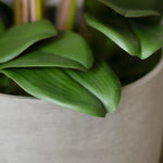 Detalle Sira MAIA SHOP