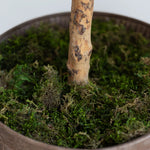 Detalle Tronco Musgo Olivo Artificial Centennial 220 cm