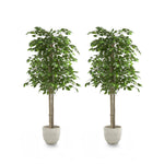 Pack Duo Ficus 150 cm MAIA SHOP