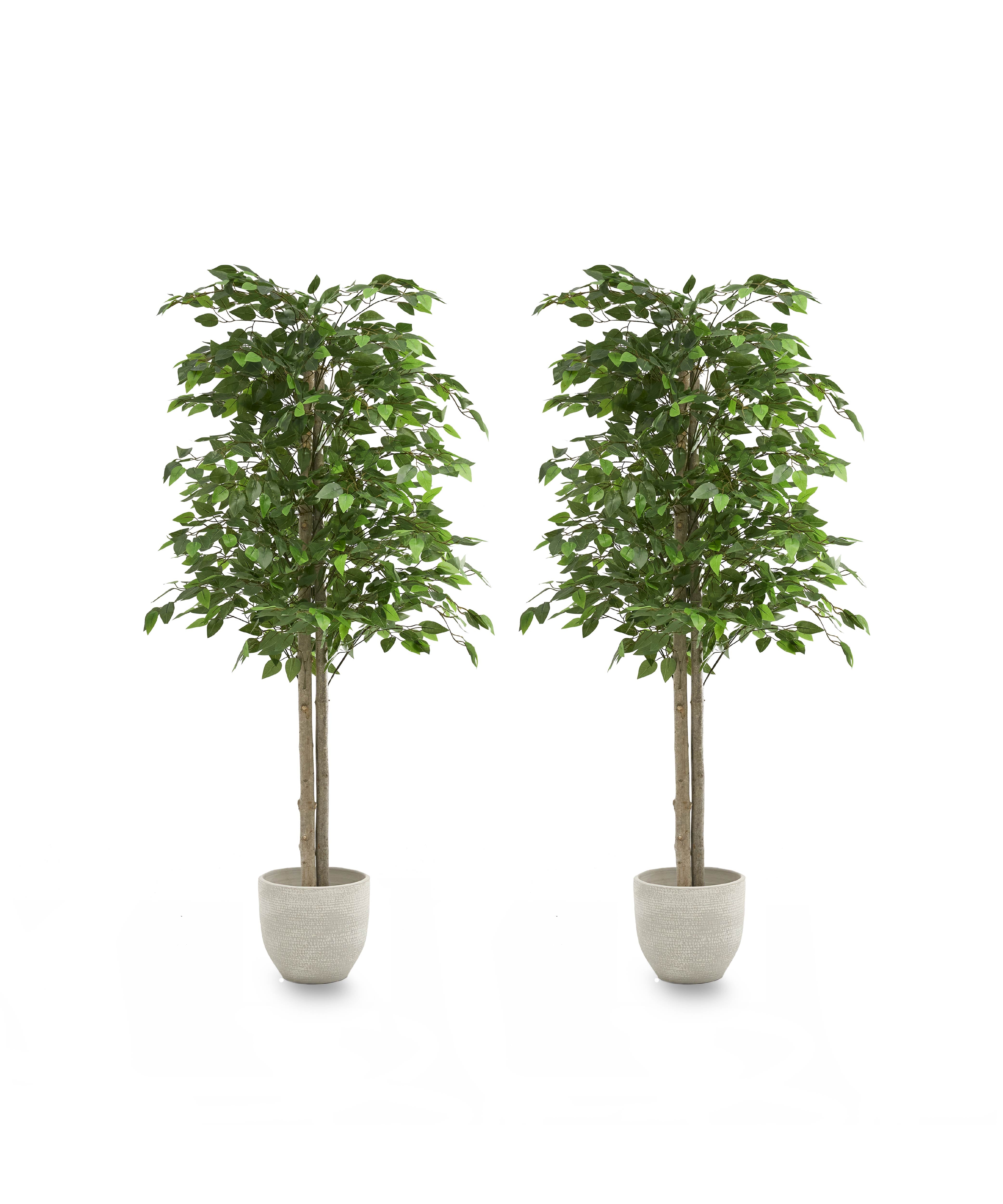 Pack Duo Ficus 150 cm MAIA SHOP