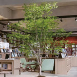 Ficus Artificia 320cm MAIA SHOP Librería 