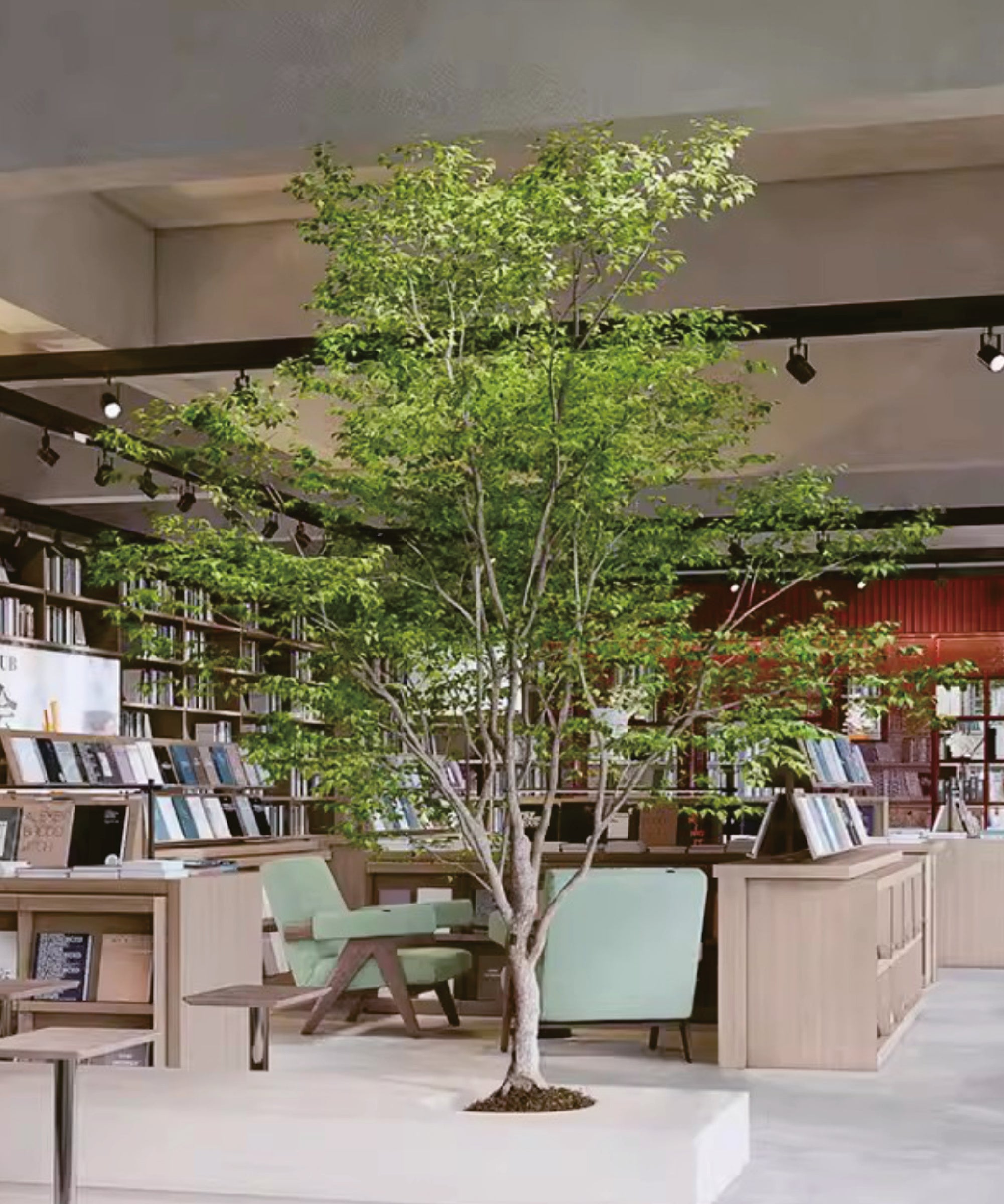 Ficus Artificia 320cm MAIA SHOP Librería 