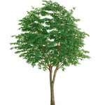 Ficus Artificial Compact Crown 3 m – 30 m