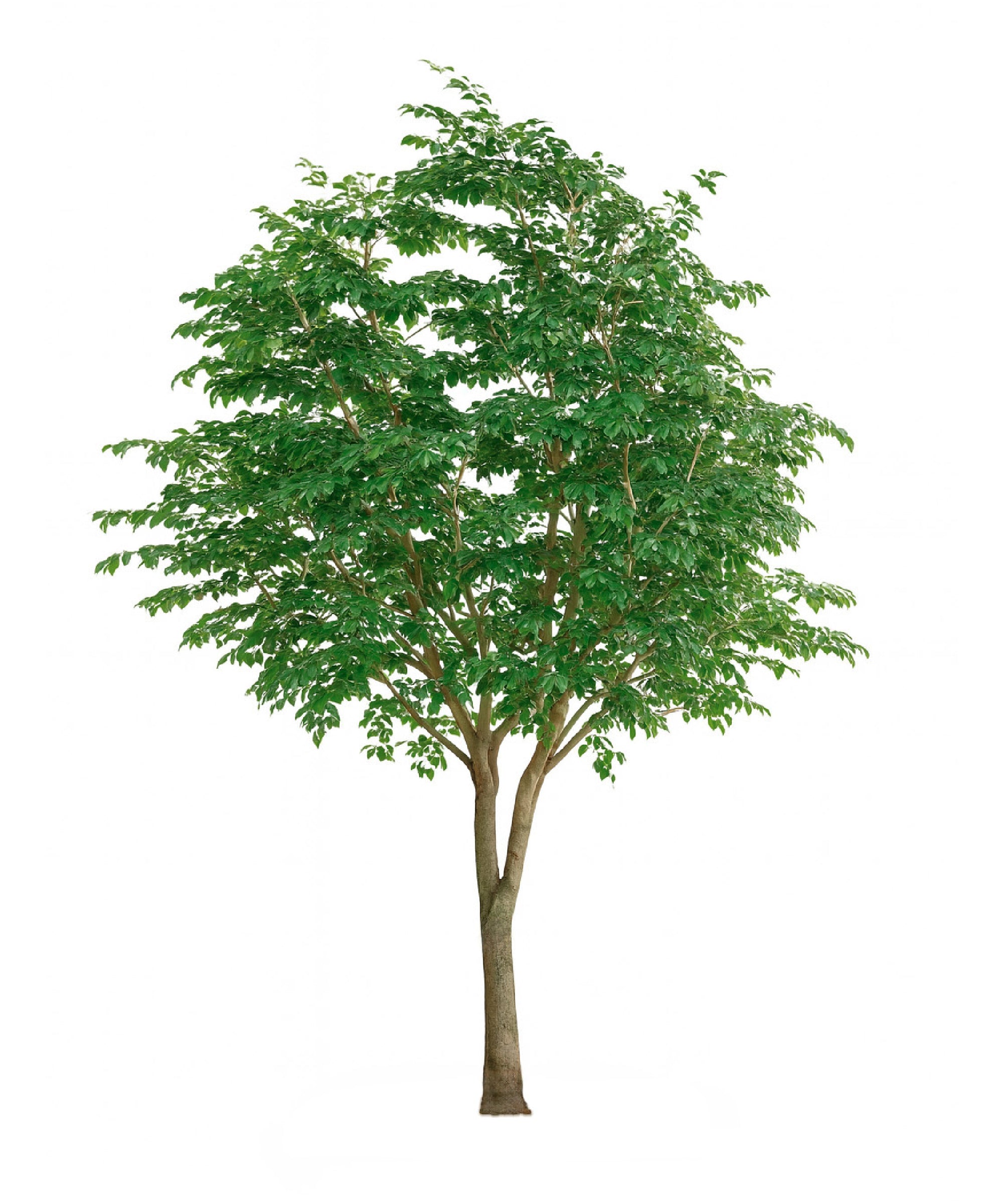 Ficus Artificial Compact Crown 3 m – 30 m