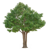 Ficus Artificial Royal 3 m – 30 m 
MAIA SHOP