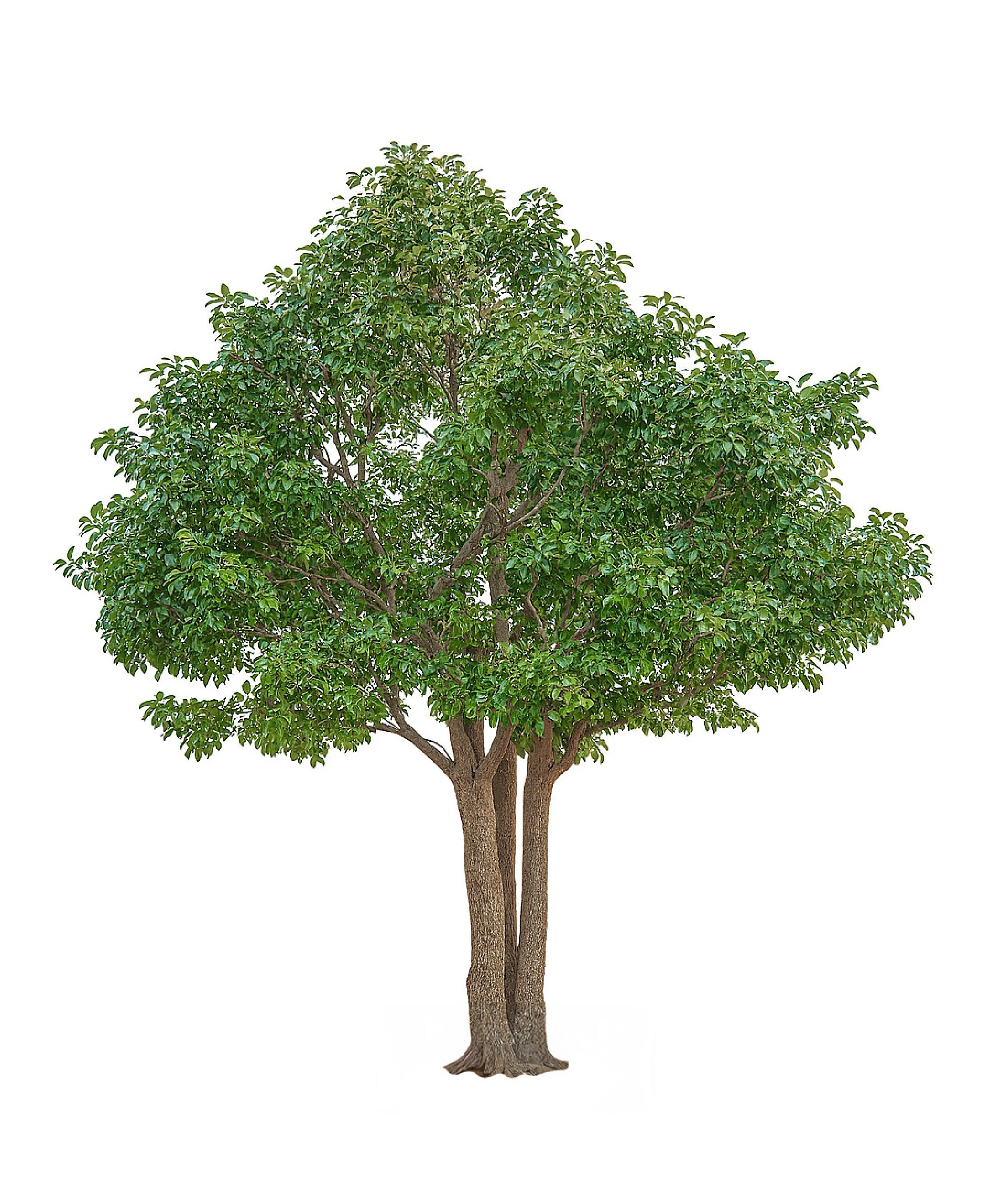 Ficus Artificial Royal 3 m – 30 m 
MAIA SHOP