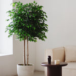 Ficus artificial 185