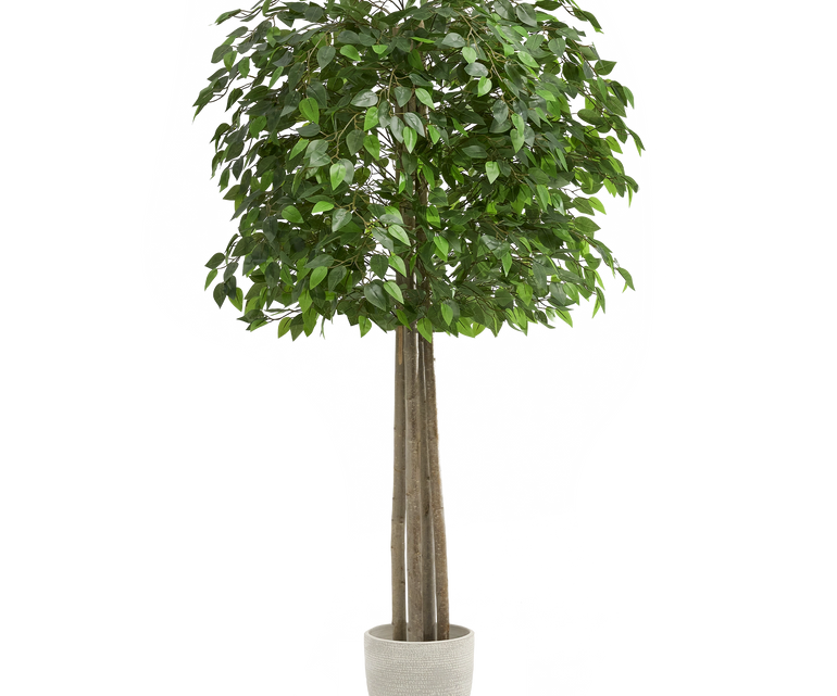 Ficus artificial 185 maia shop