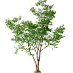 Ficus artificial 2,80 m MAIASHOP