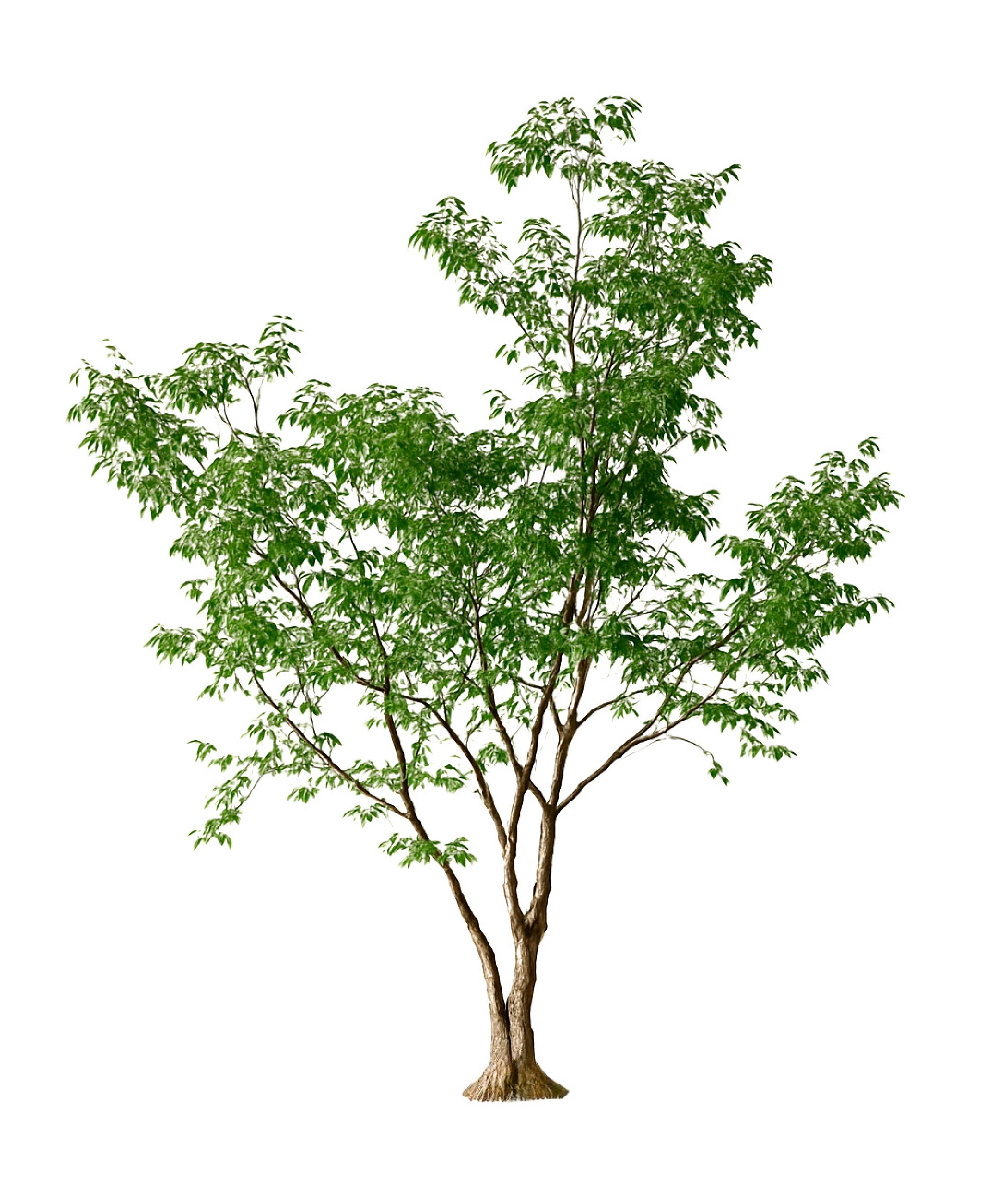 Ficus artificial 2,80 m MAIASHOP