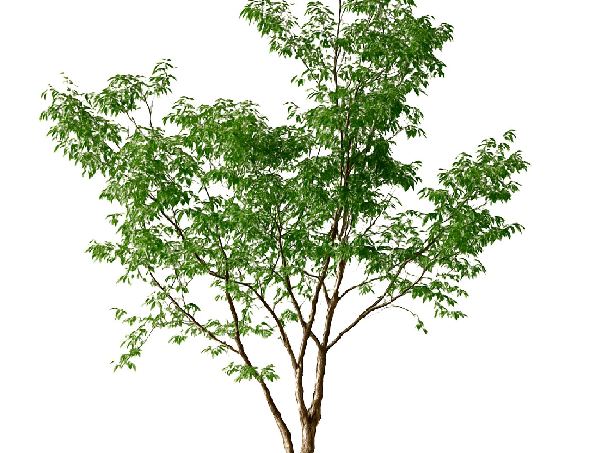 Ficus artificial grande 320
