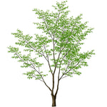 Ficus artificial Minimal 2,80 m