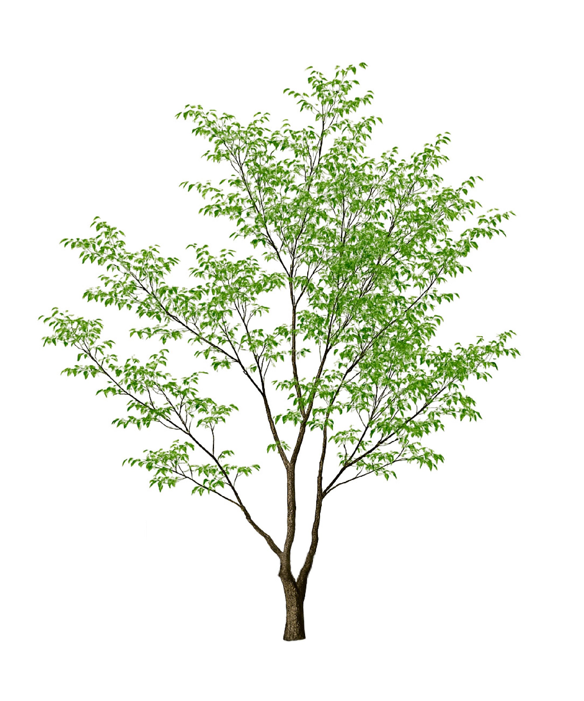 Ficus artificial Minimal 2,80 m