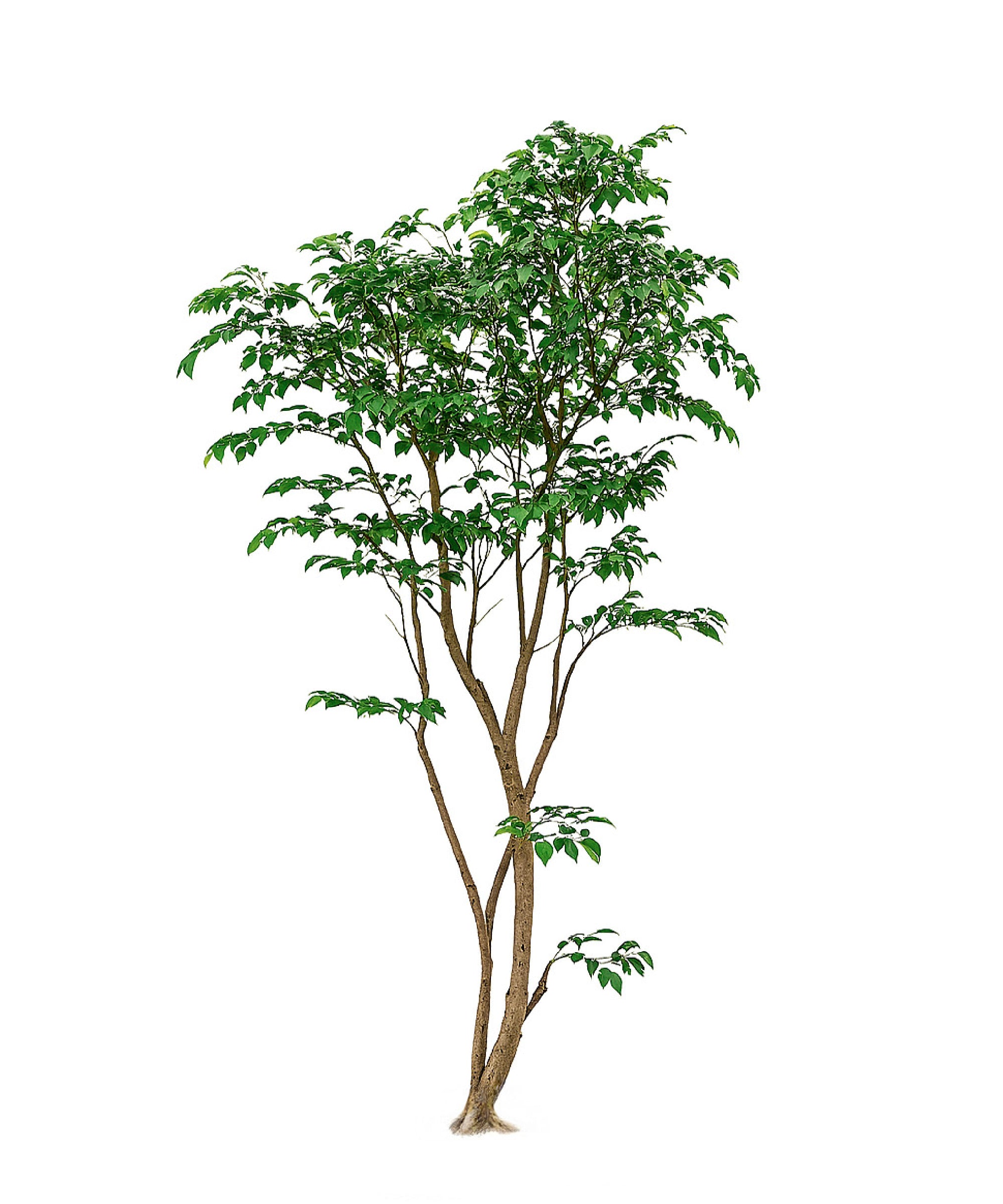 Ficus artificial Studio 1,90 m MAIA SHOP