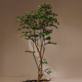 Ficus artificial Studio 1,90 m MAIA SHOP Deco