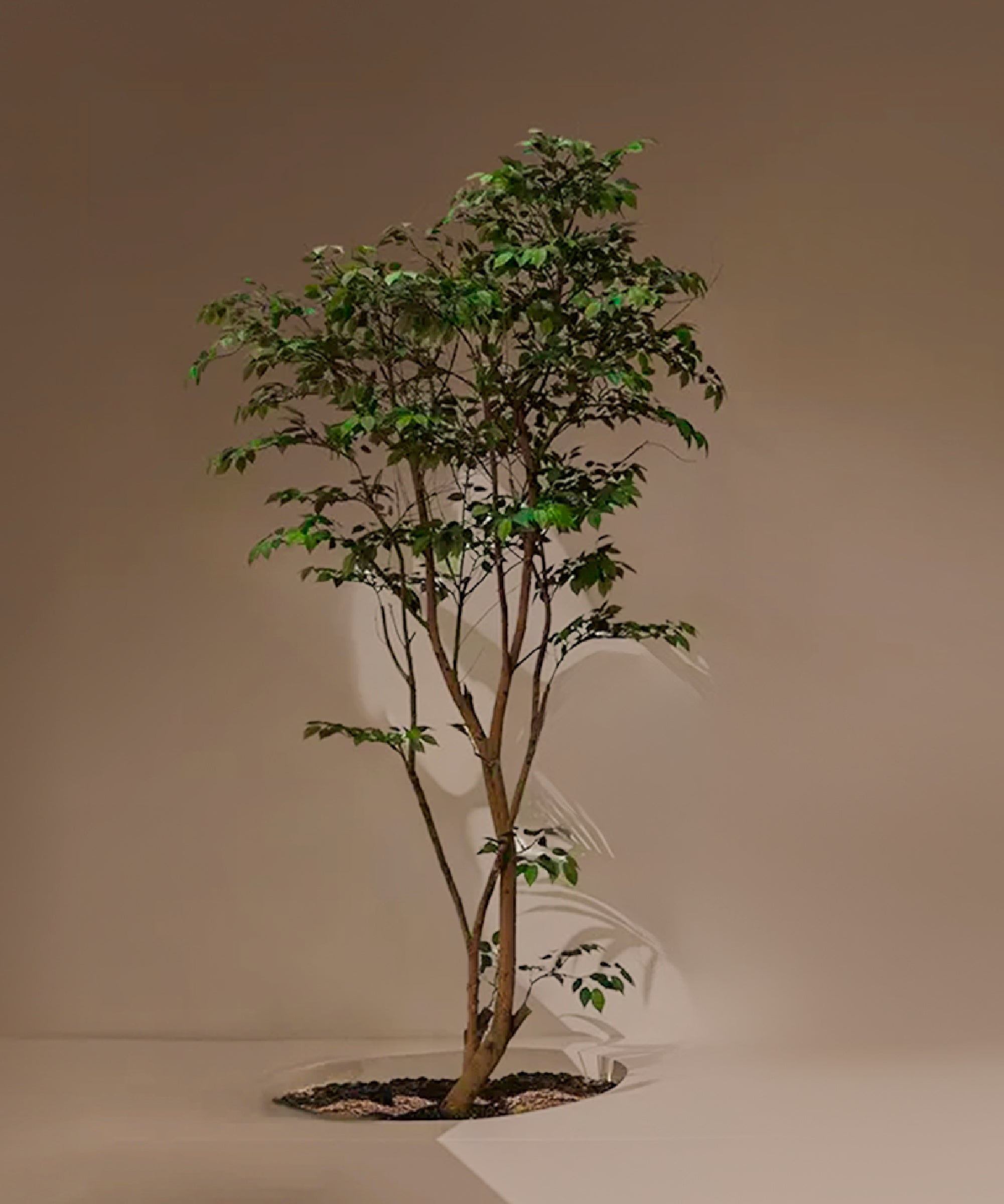 Ficus artificial Studio 1,90 m MAIA SHOP Deco