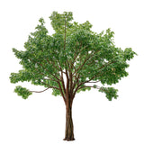 Ficus artificial Tropical 3m - 30m MAIA SHOP