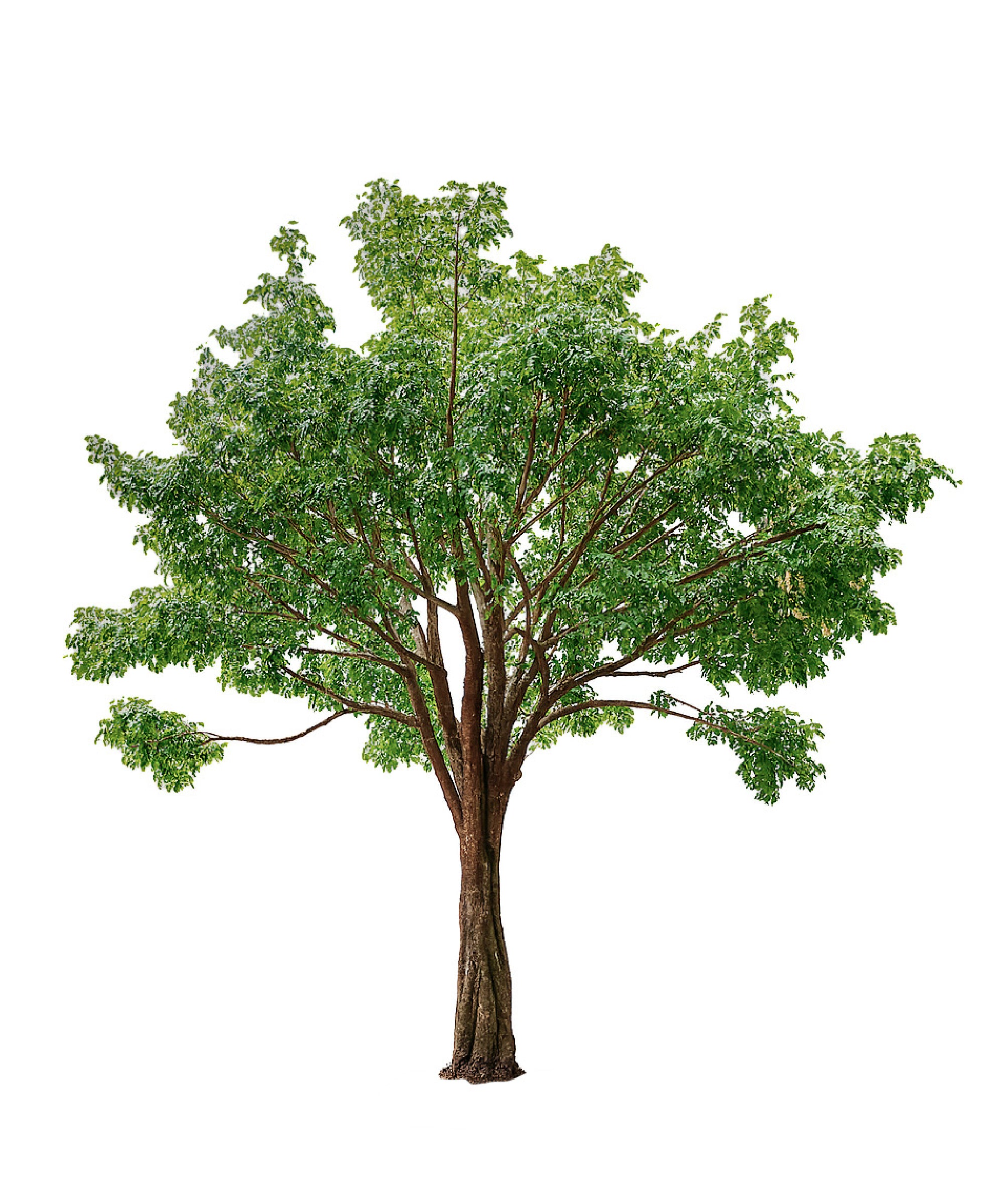 Ficus artificial Tropical 3m - 30m MAIA SHOP