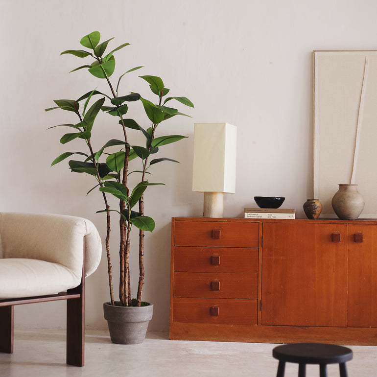 Ficus elástica 180cm