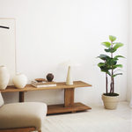 Ficus elastica 120
