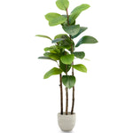 Ficus Elastica 120 PNG