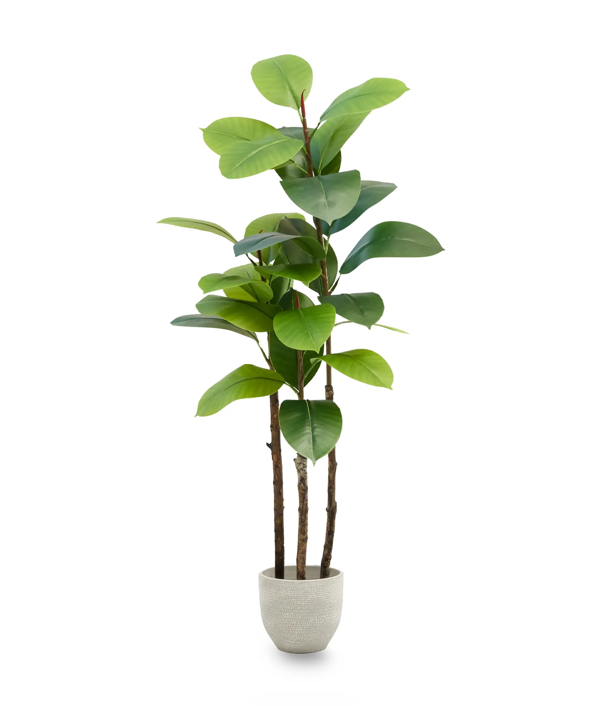 Ficus Elastica 120 PNG