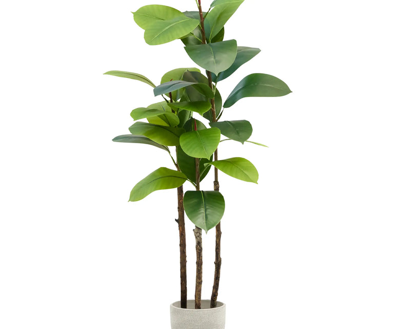 Ficus Elastica 120 PNG