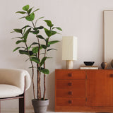 Ficus elastica 180 MAIA SHOP