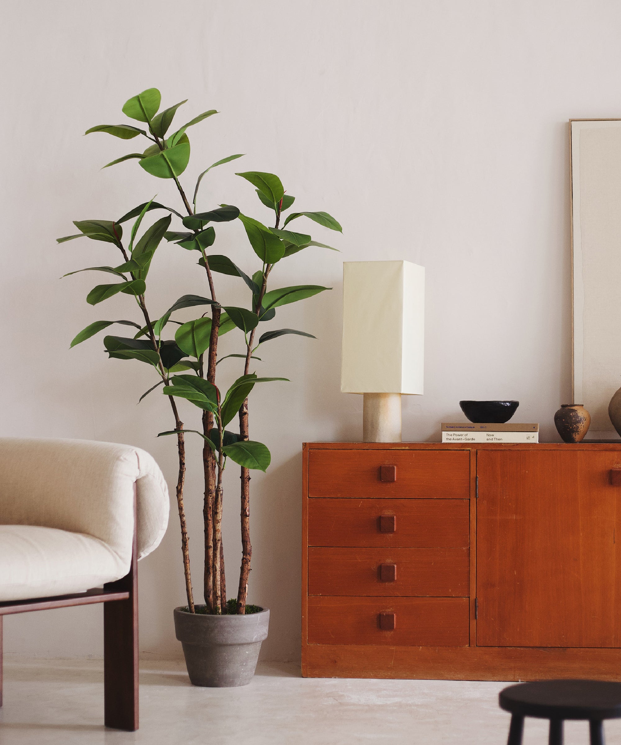 Ficus elastica 180 MAIA SHOP