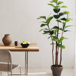 Ficus elastica 180 MAIA SHOP Decoracion