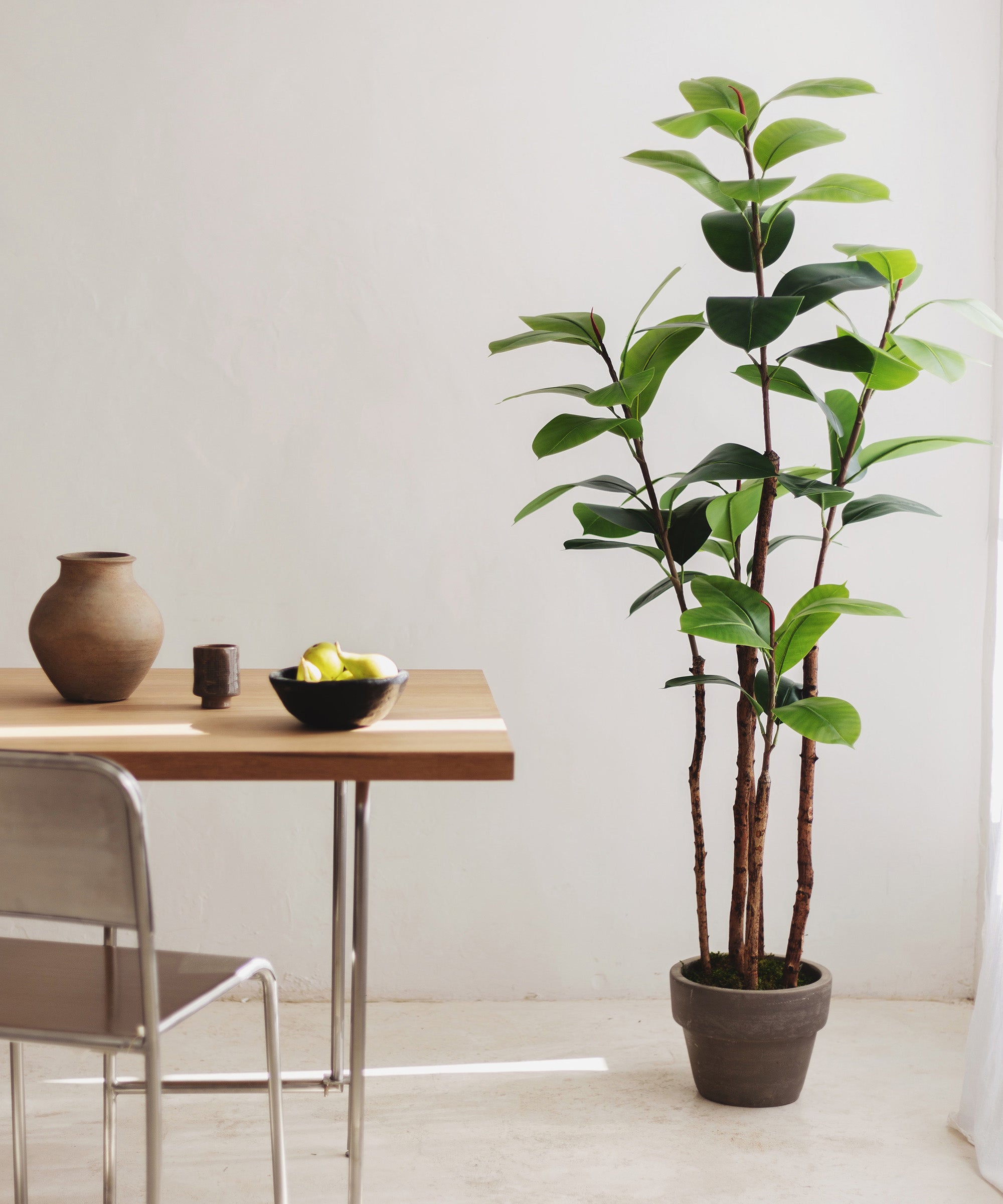 Ficus elastica 180 MAIA SHOP Decoracion