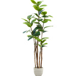 Ficus elastica 180 MAIA SHOP PNG