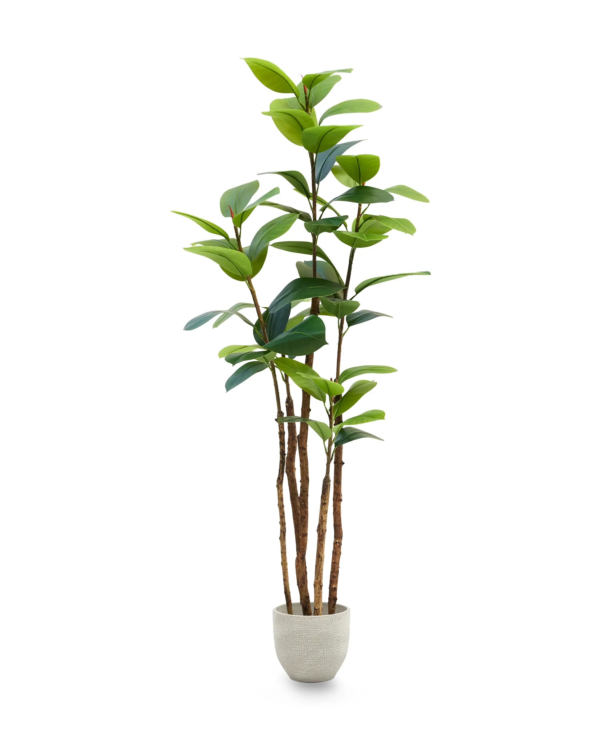 Ficus elastica 180 MAIA SHOP PNG