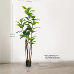 Ficus elástica 180 cm MAIA SHOP 