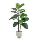 Ficus elástica 90 cm MAIA SHOP 