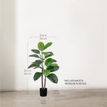 Ficus elástica MAIA SHOP 90 cm 