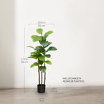 Ficus elástica 90 cm  MAIA SHOP 