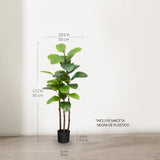 Ficus elástica 90 cm  MAIA SHOP 